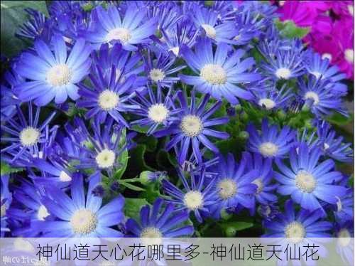 神仙道天心花哪里多-神仙道天仙花